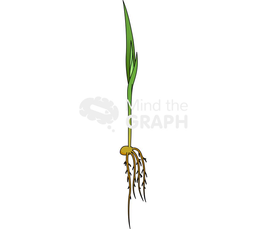 Coleoptile seed root 1 Icons, Symbols, Pictures, and Images