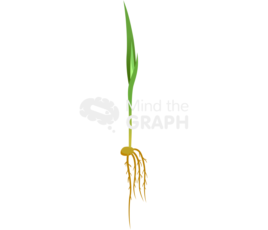 Coleoptile seed root 1 Icons, Symbols, Pictures, and Images