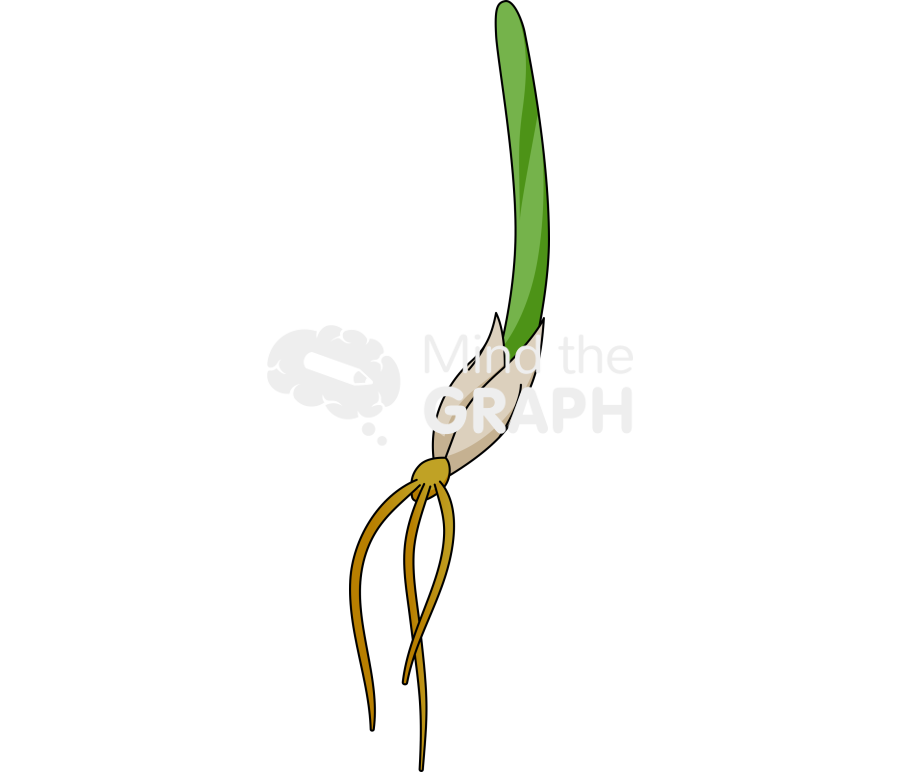 Coleoptile seed root 2 Icons, Symbols, Pictures, and Images