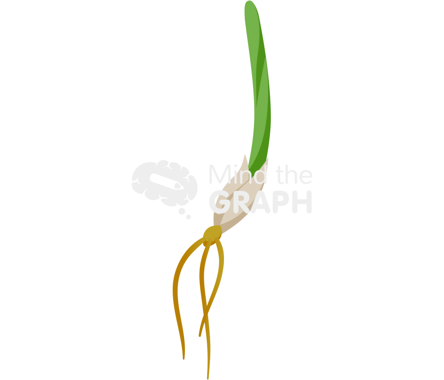 Coleoptile seed root 2 Icons, Symbols, Pictures, and Images