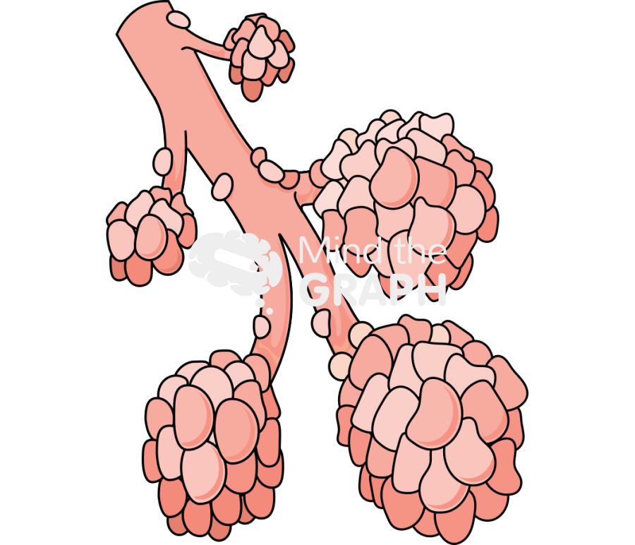 Collapsed alveoli Icons, Symbols, Pictures, and Images