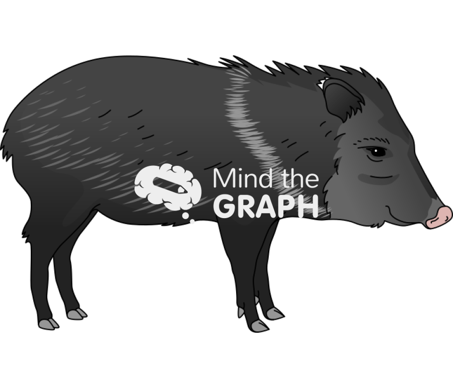 Collared peccary dicotyles tajacu lateral Icons, Symbols, Pictures, and Images