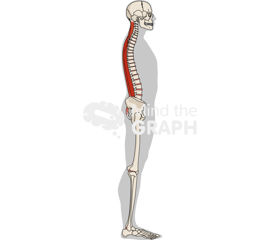 Column sagittally balanced erector spinae muscles lateral Icons, Symbols, Pictures, and Images