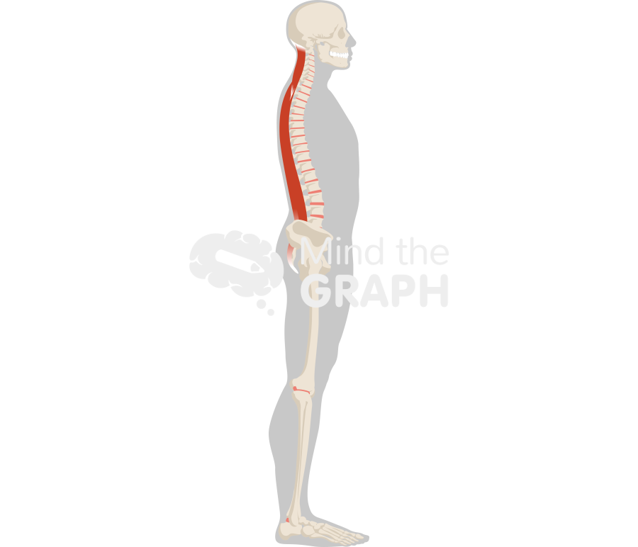 Column sagittally balanced erector spinae muscles lateral Icons, Symbols, Pictures, and Images