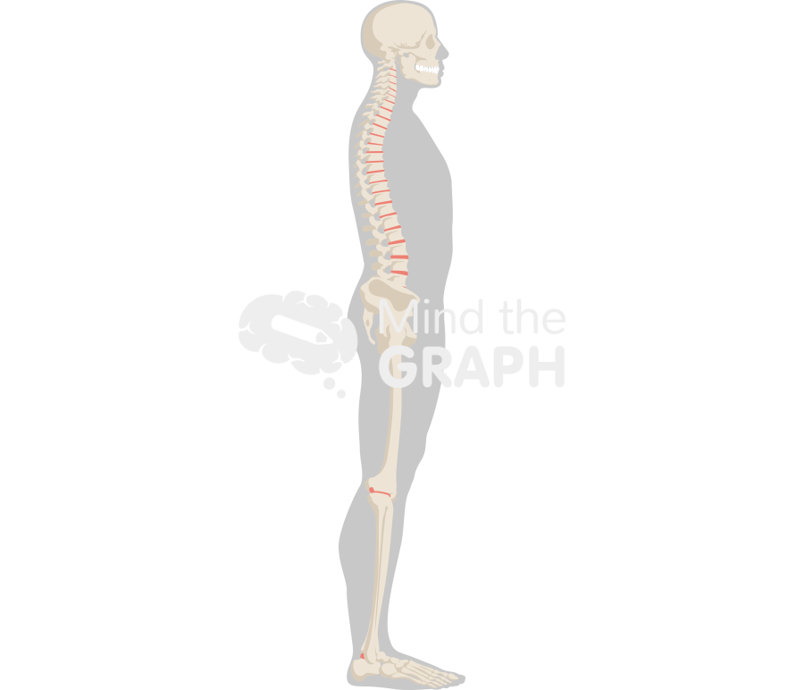 Column sagittally balanced lateral Icons, Symbols, Pictures, and Images