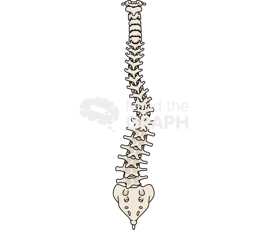 Column scoliosis back Icons, Symbols, Pictures, and Images