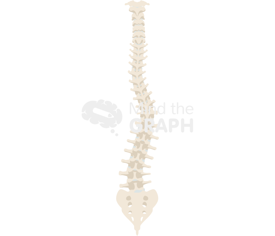 Column scoliosis back Icons, Symbols, Pictures, and Images