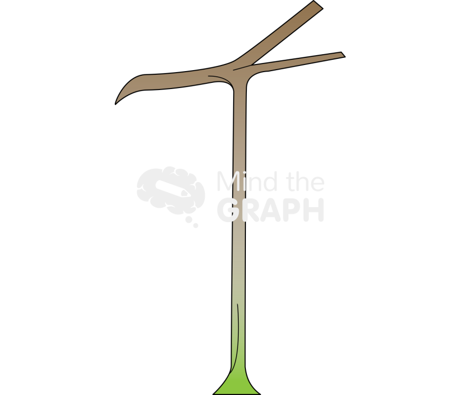 Columnar root Icons, Symbols, Pictures, and Images