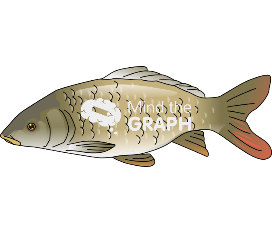 Common carp cyprinus carpio Icons, Symbols, Pictures, and Images