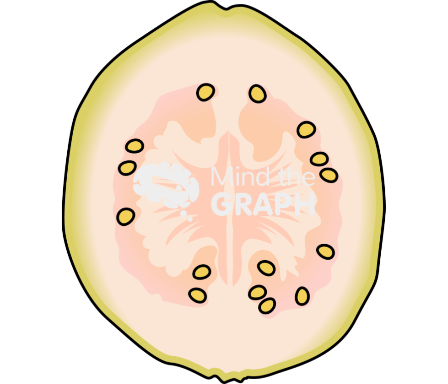 Common guava white front cut Icons, Symbols, Pictures, and Images