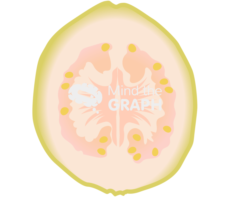 Common guava white front cut Icons, Symbols, Pictures, and Images