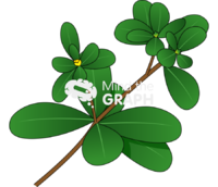 Common purslane Icons, Symbols, Pictures, and Images