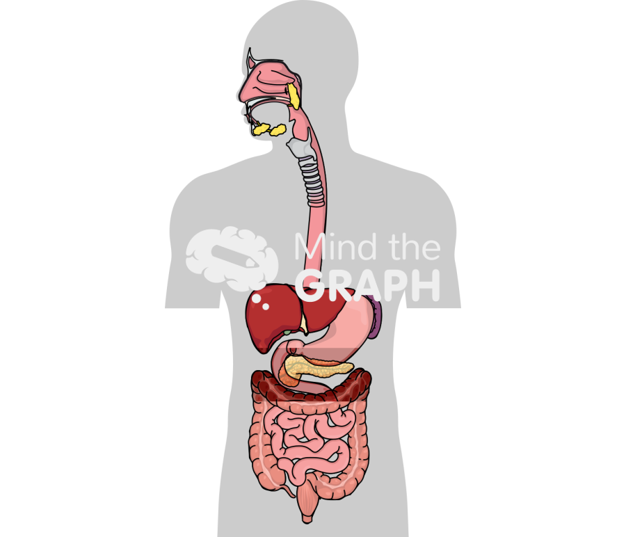 Complete digestive apparatus Icons, Symbols, Pictures, and Images
