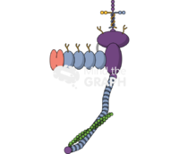 Complex with dystrophin Icons, Symbols, Pictures, and Images