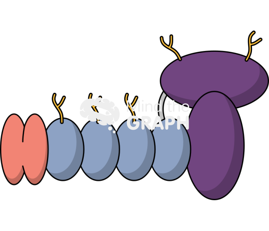 Complex without dystrophin Icons, Symbols, Pictures, and Images