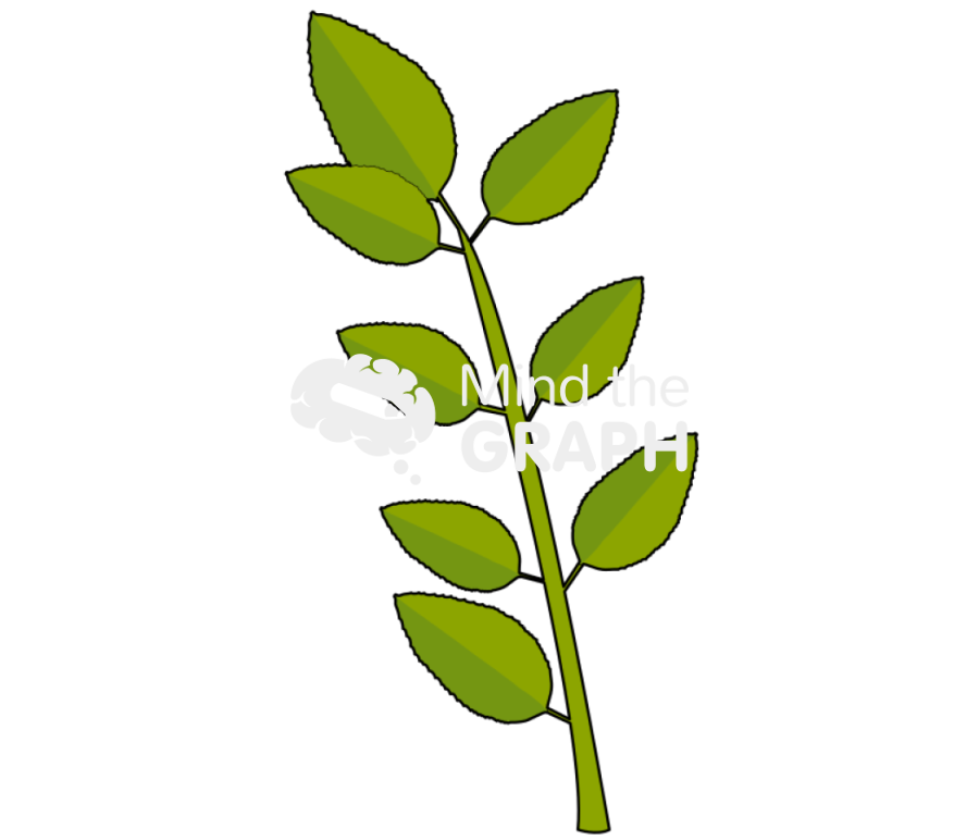 Compound leaf 2 Icons, Symbols, Pictures, and Images