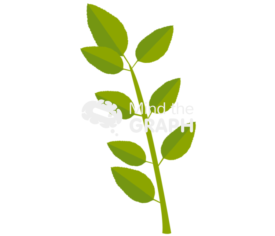 Compound leaf 2 Icons, Symbols, Pictures, and Images