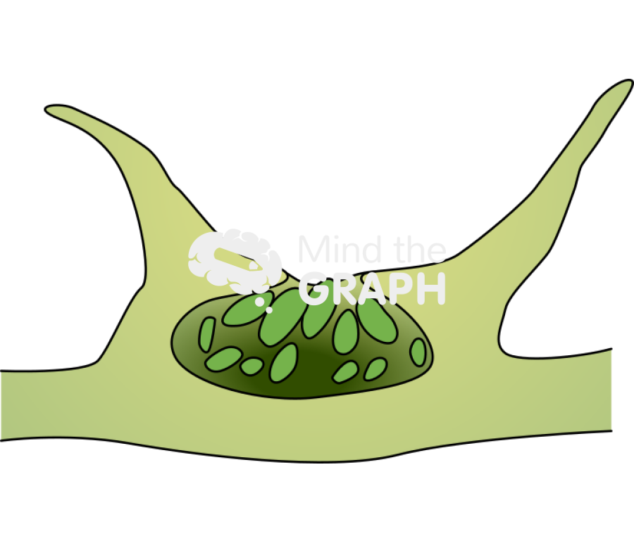 Conceptacle sagittal cut 1 Icons, Symbols, Pictures, and Images