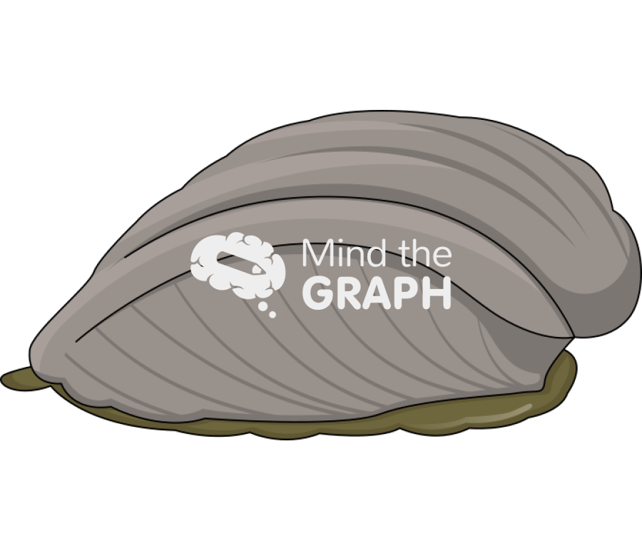 Concholepas concholepas chilean gastropod Icons, Symbols, Pictures, and Images