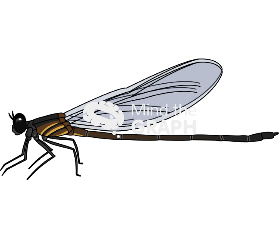 Cora lugubris lateral Icons, Symbols, Pictures, and Images