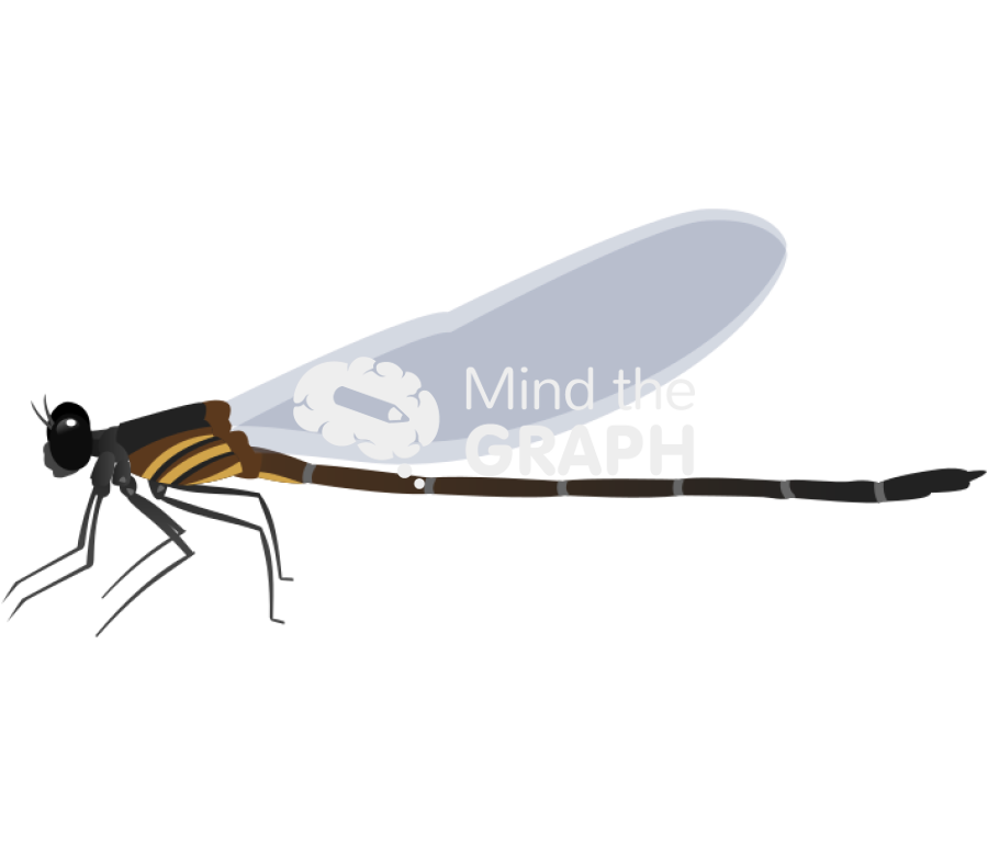 Cora lugubris lateral Icons, Symbols, Pictures, and Images