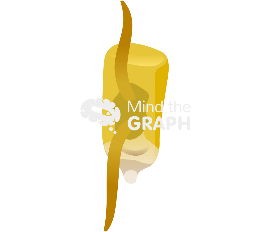 Corn germination 2 Icons, Symbols, Pictures, and Images