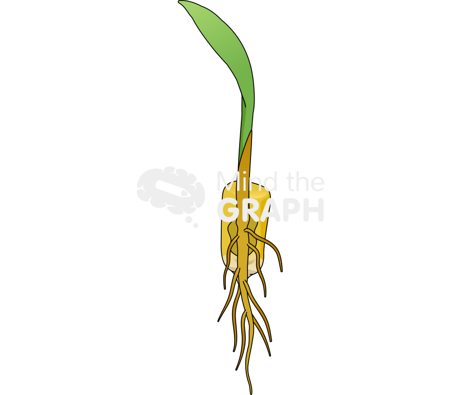 Corn germination 4 Icons, Symbols, Pictures, and Images