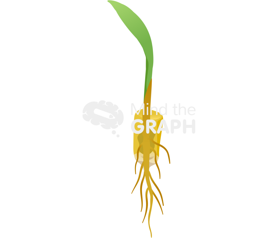 Corn germination 4 Icons, Symbols, Pictures, and Images