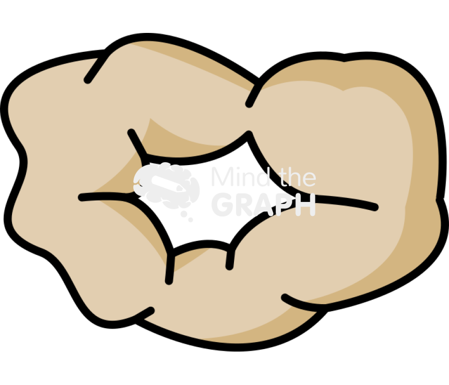 Corpus luteum regress rat estrous cycle Icons, Symbols, Pictures, and Images