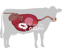 Cow digestive system body Icons, Symbols, Pictures, and Images