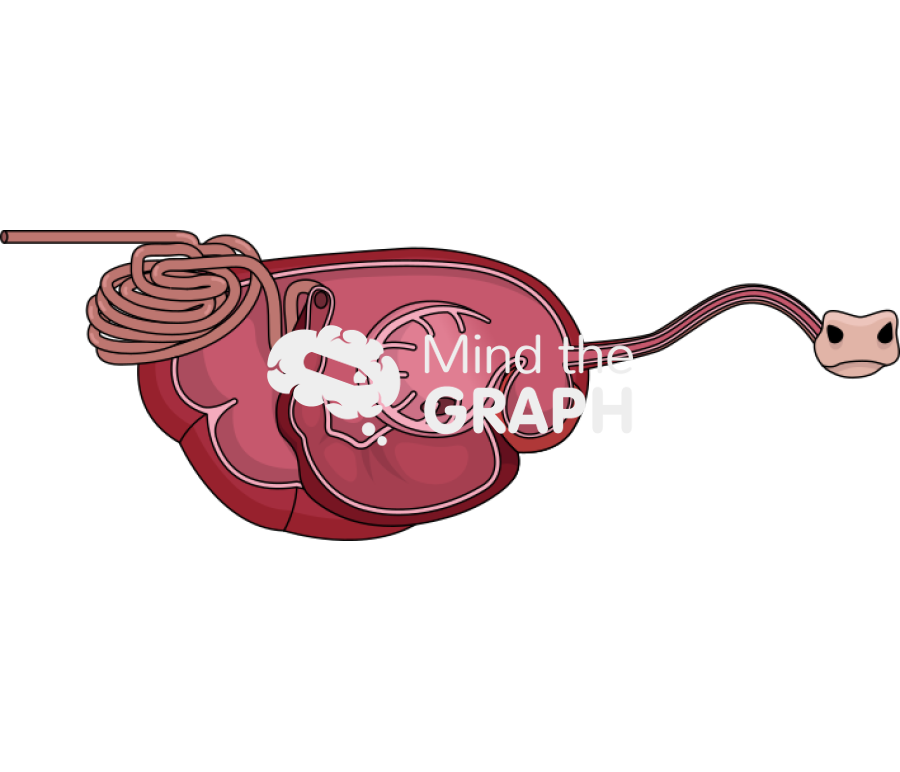 Cow digestive system cut Icons, Symbols, Pictures, and Images