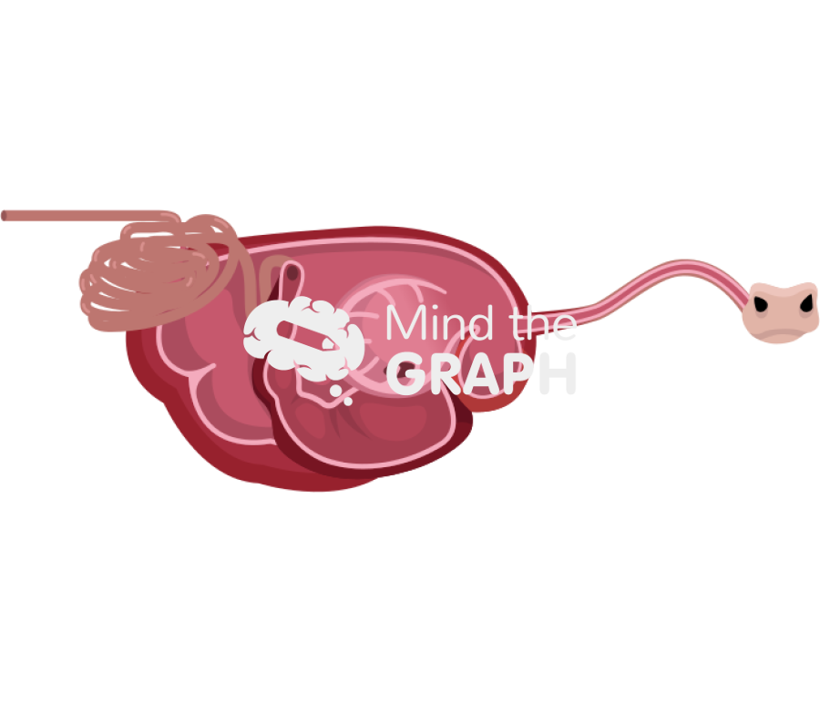 Cow digestive system cut Icons, Symbols, Pictures, and Images