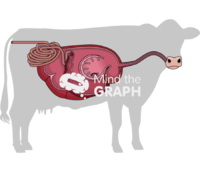 Cow digestive system cut body Icons, Symbols, Pictures, and Images