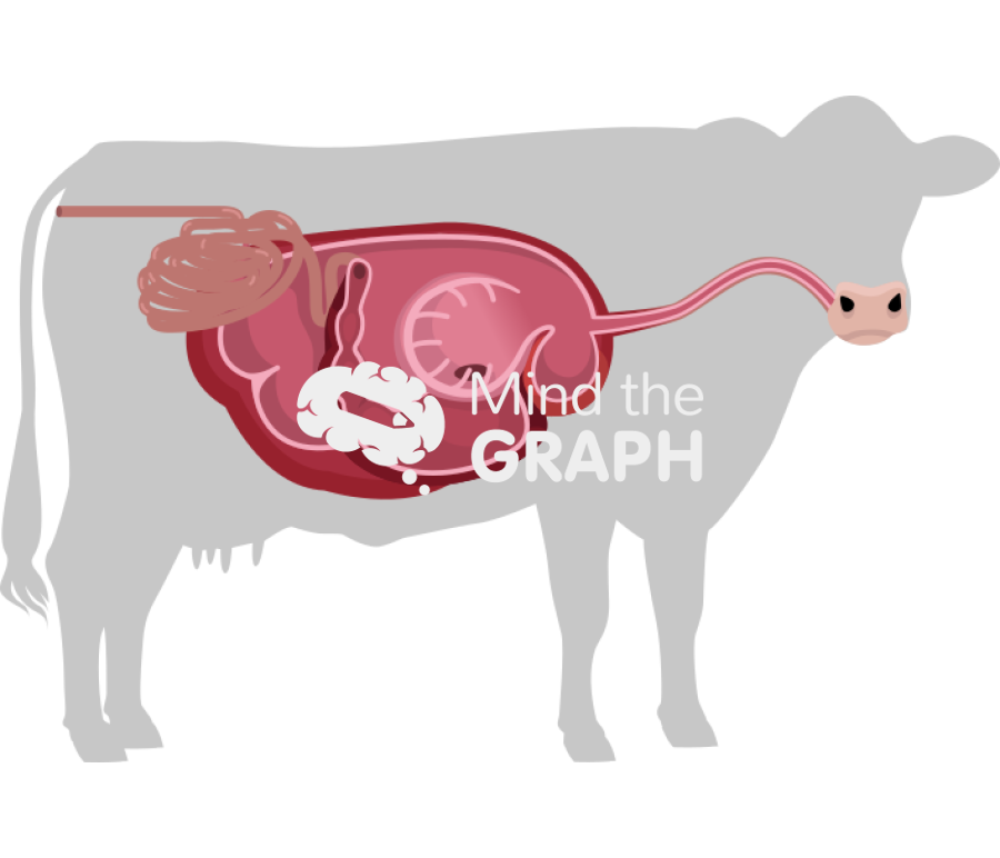 Cow digestive system cut body Icons, Symbols, Pictures, and Images