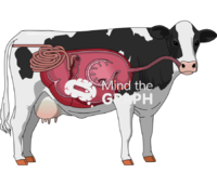 Cow digestive system cut body full Icons, Symbols, Pictures, and Images