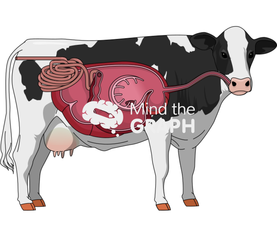 Cow digestive system cut body full Icons, Symbols, Pictures, and Images