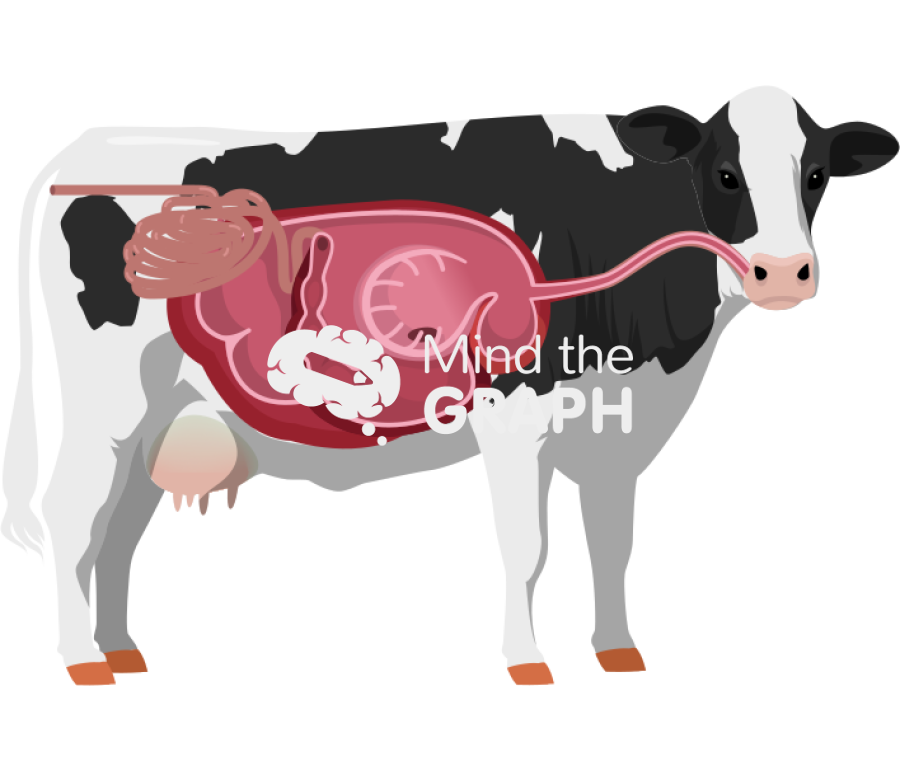 Cow digestive system cut body full Icons, Symbols, Pictures, and Images