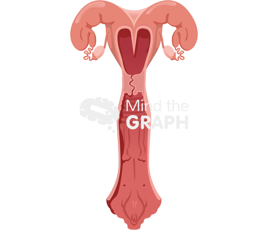 Cow uterus front cut Icons, Symbols, Pictures, and Images