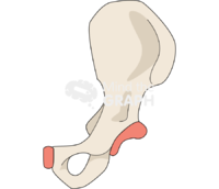 Coxal bone Icons, Symbols, Pictures, and Images