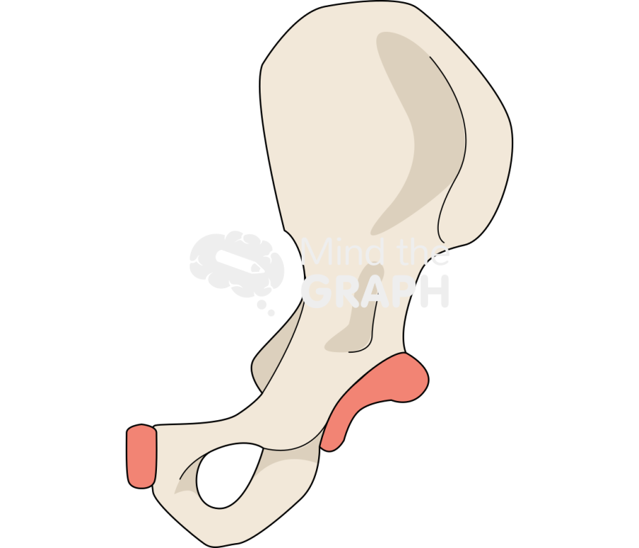 Coxal bone Icons, Symbols, Pictures, and Images