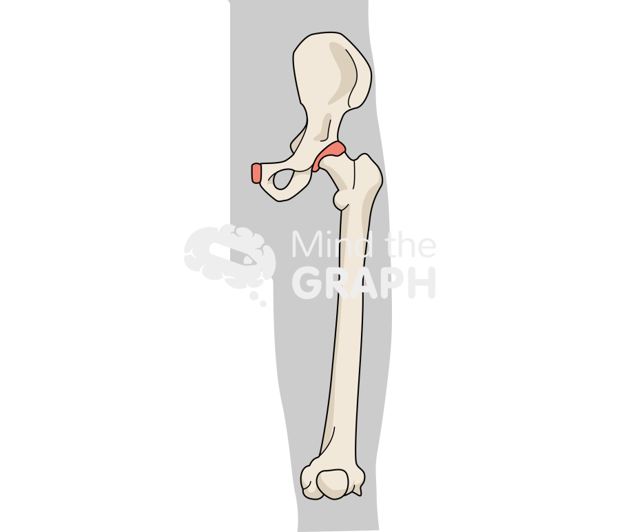Coxal bone body Icons, Symbols, Pictures, and Images