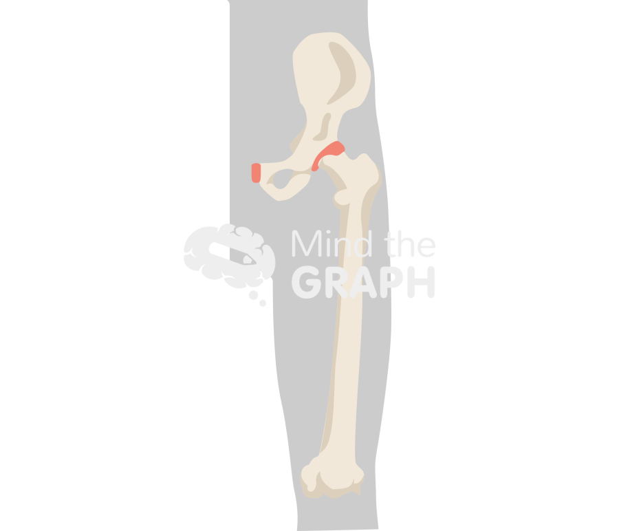 Coxal bone body Icons, Symbols, Pictures, and Images