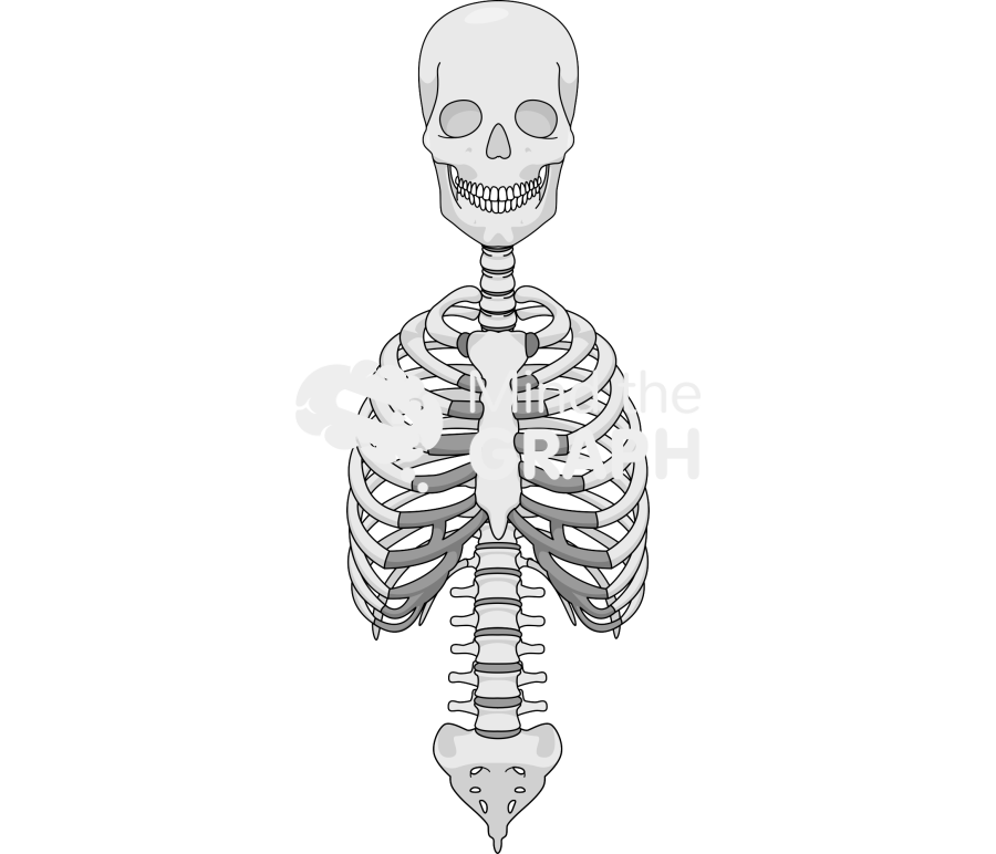 Cranium column thorax front Icons, Symbols, Pictures, and Images