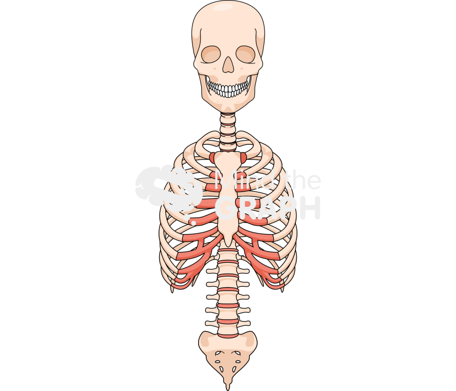 Cranium column thorax front Icons, Symbols, Pictures, and Images