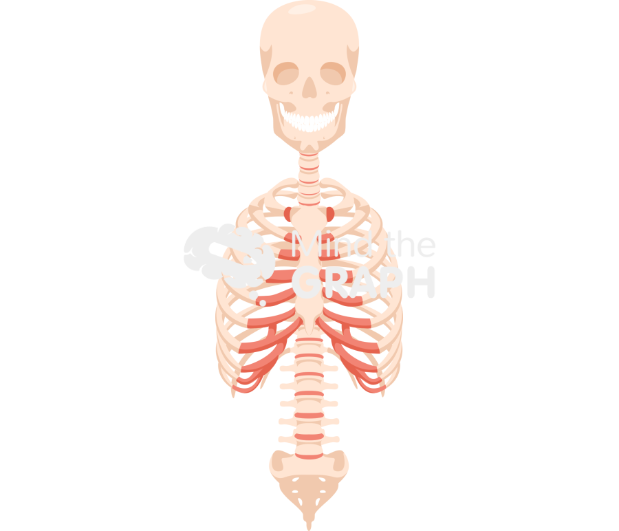 Cranium column thorax front Icons, Symbols, Pictures, and Images