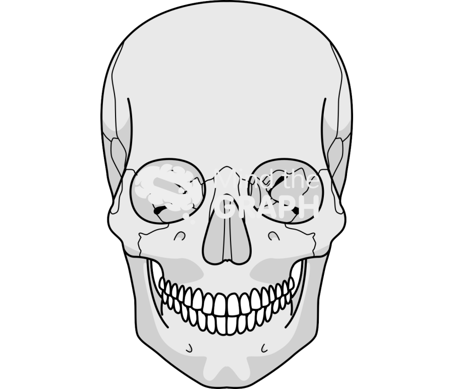 Cranium human detailed front Icons, Symbols, Pictures, and Images