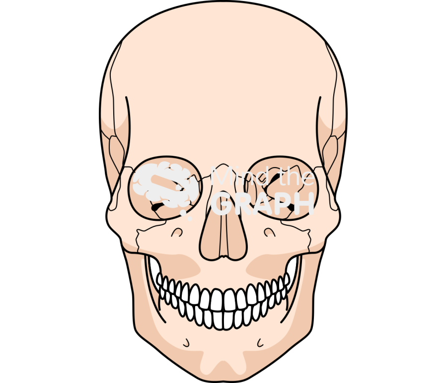 Cranium human detailed front Icons, Symbols, Pictures, and Images