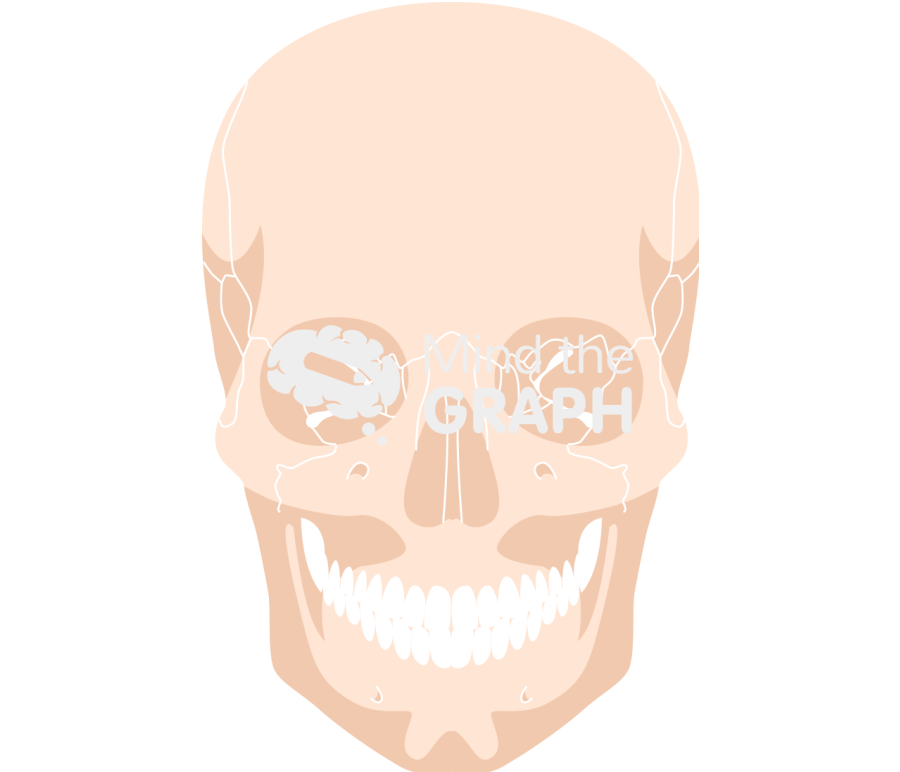 Cranium human detailed front Icons, Symbols, Pictures, and Images