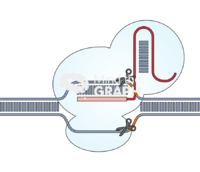Crispr cas9 Icons, Symbols, Pictures, and Images