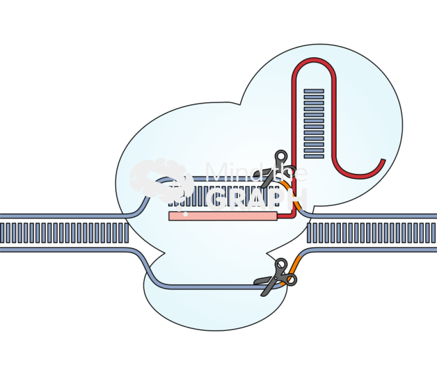 Crispr cas9 Icons, Symbols, Pictures, and Images